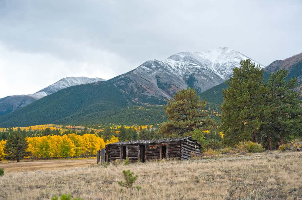 Mount Princeton, near Buena Vista, Colorado, is covered in the splendor of Fall colors. Here is an old miner's cabin overlooking a huge aspen grove.