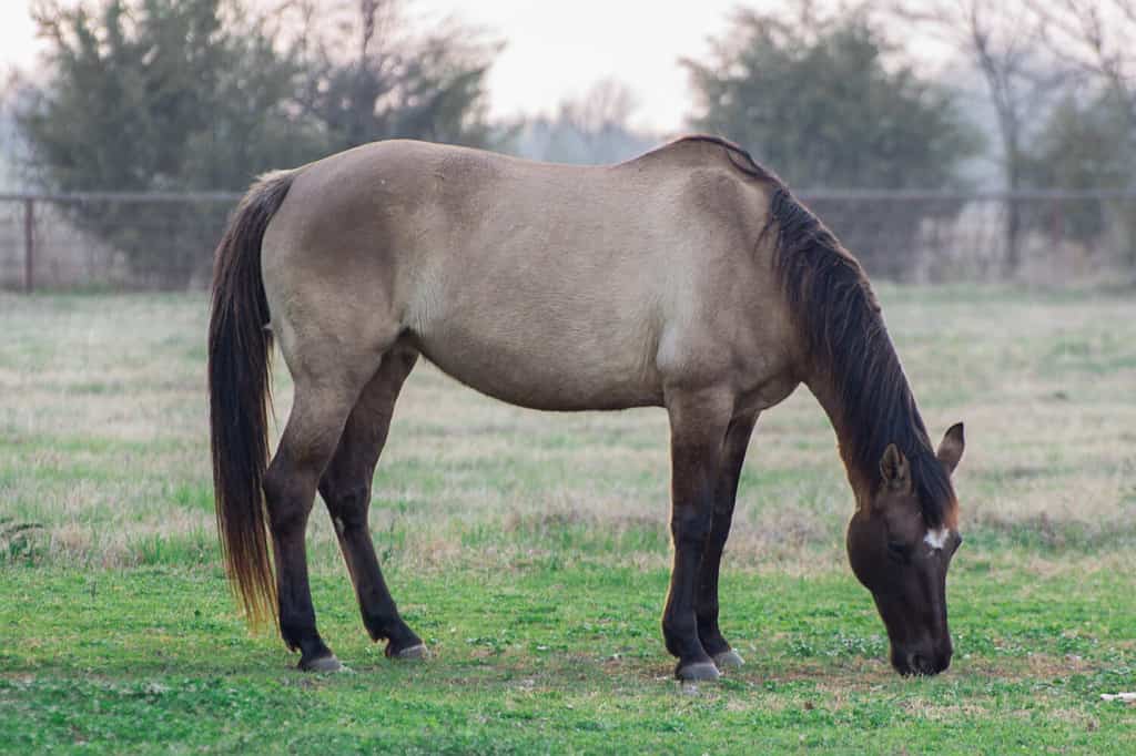 Grulla grazing in the pasture