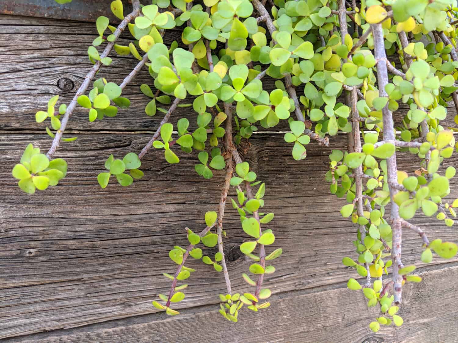 Succulent African plant of Portulacaria Afra or Spekboom Elephant Bush hanging from weathered wooden garden wall
