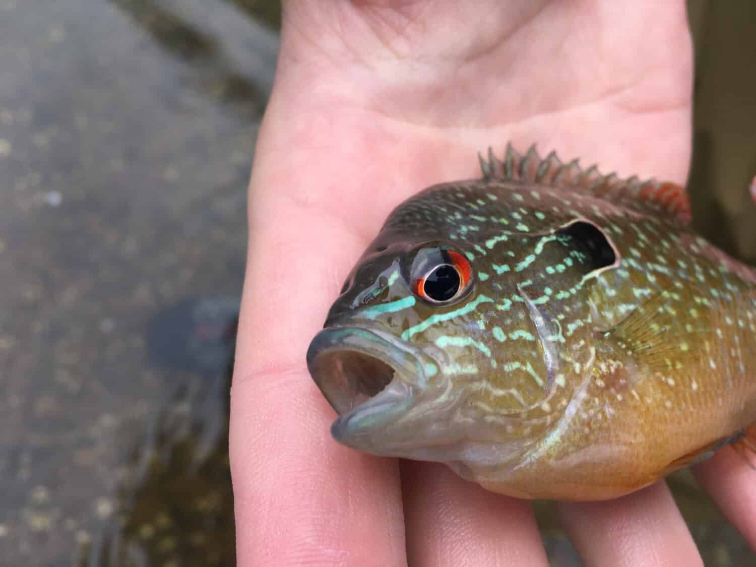 Long eared sunfish