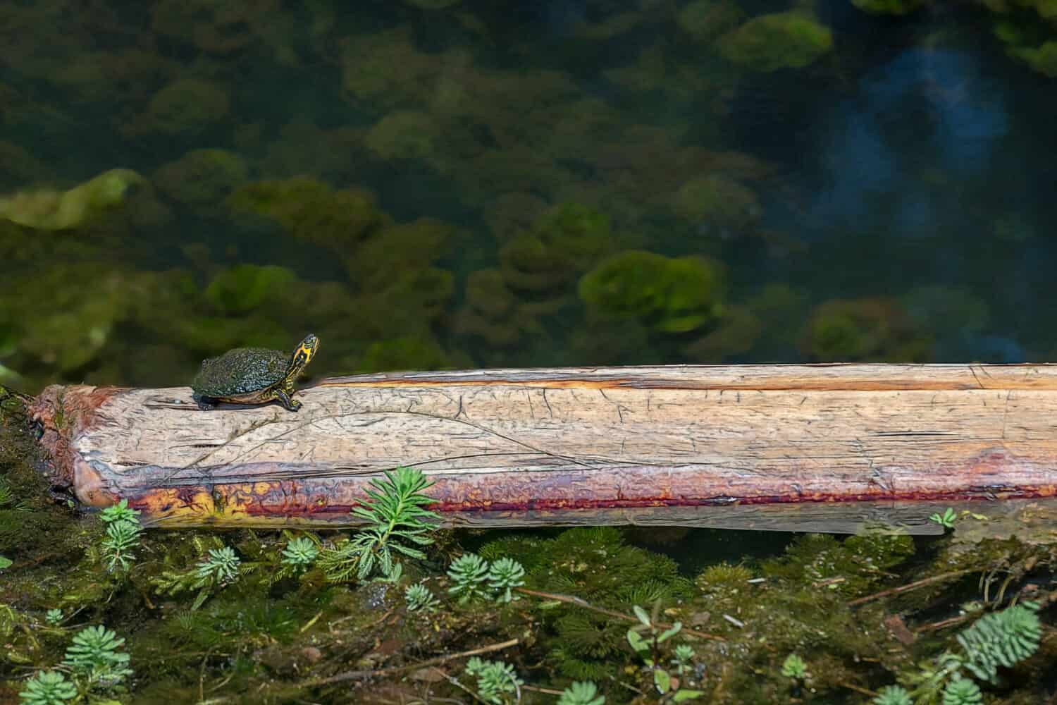 small painted turtle sunning on colorful log at Veterans Park in Callaway, Florida