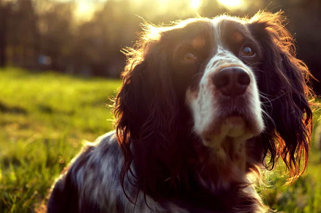 portrait of a beautiful dog - English springer spaniel - sittng on a grass on sunset
