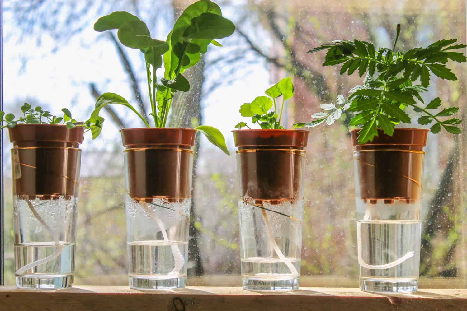 Wick watering. Plants in pots on glasses stand on a shelf on a window