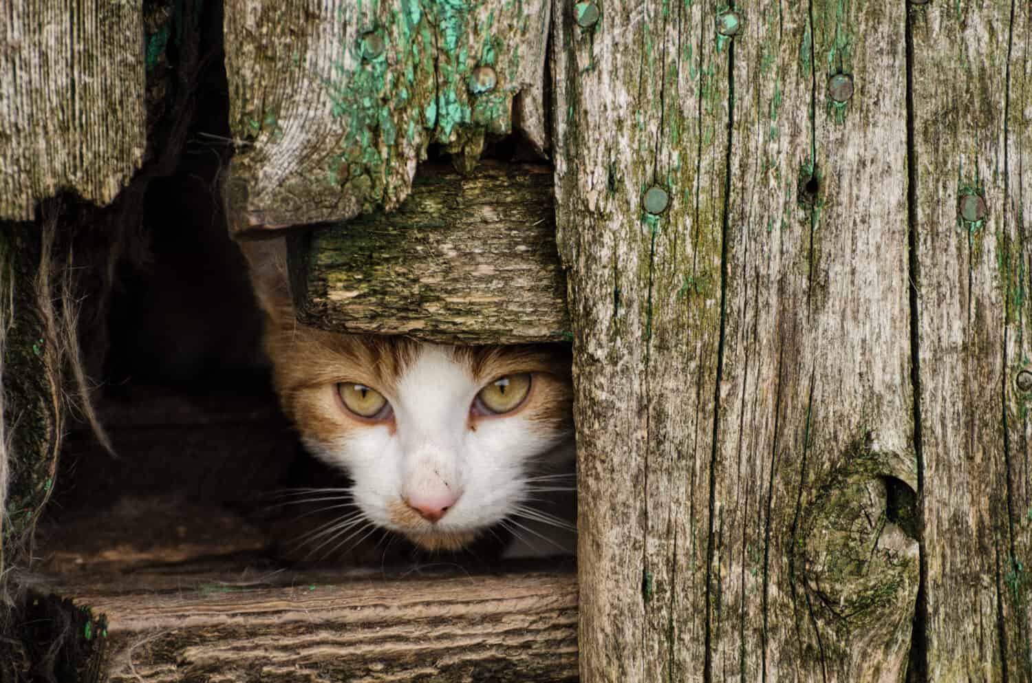 Feral cats live in an abandoned farmhouse