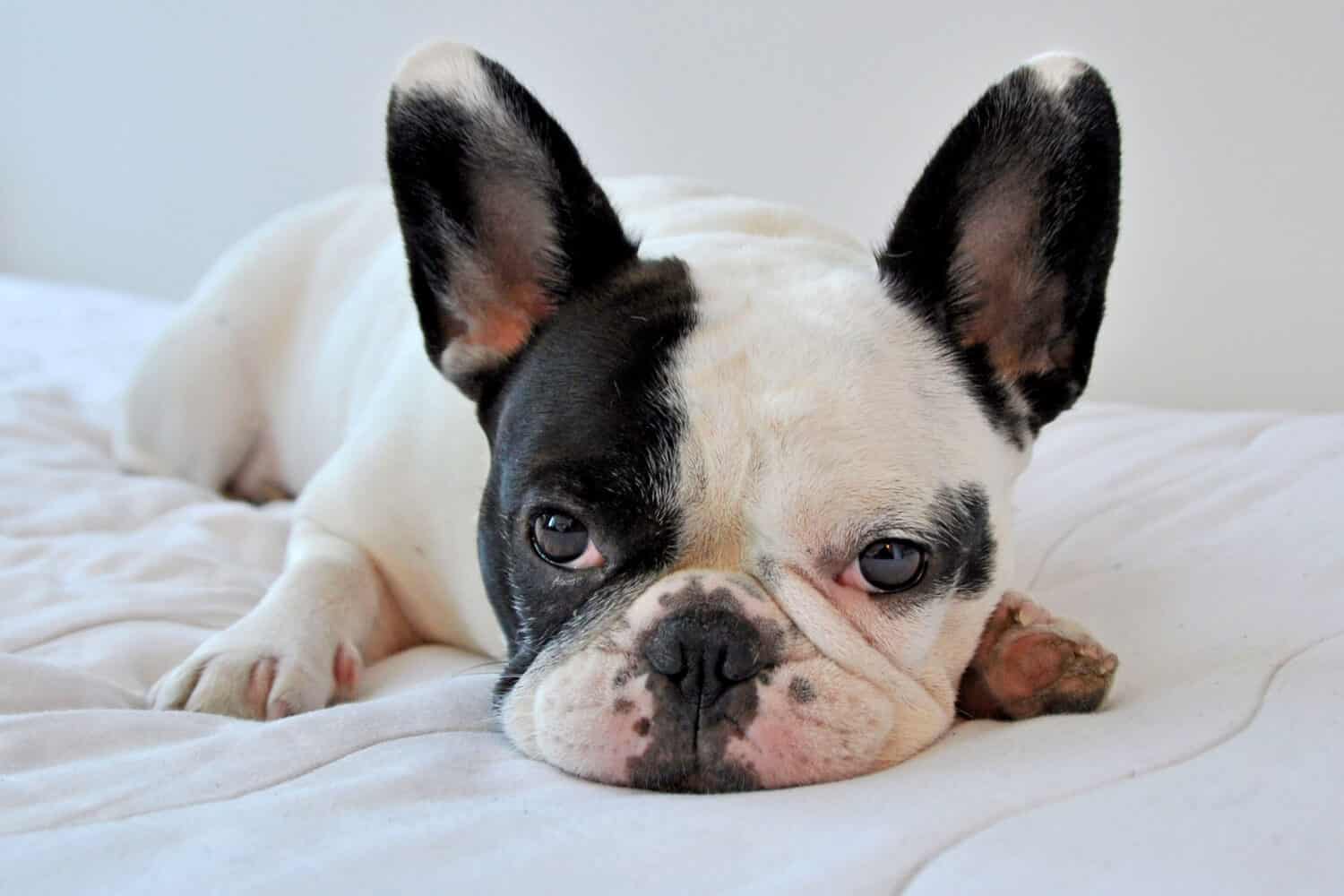 Manhattan, New York City - July 3, 2010: A pied colored French Bulldog rests comfortably on a bed.