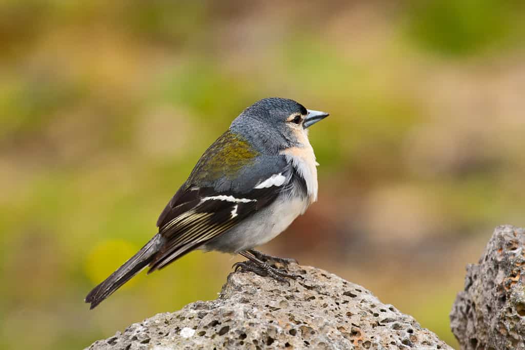 Azores chaffinch (Fringilla coelebs moreletti) subspecies of common chaffinch that is endemic to the Portuguese archipelago of the Azores