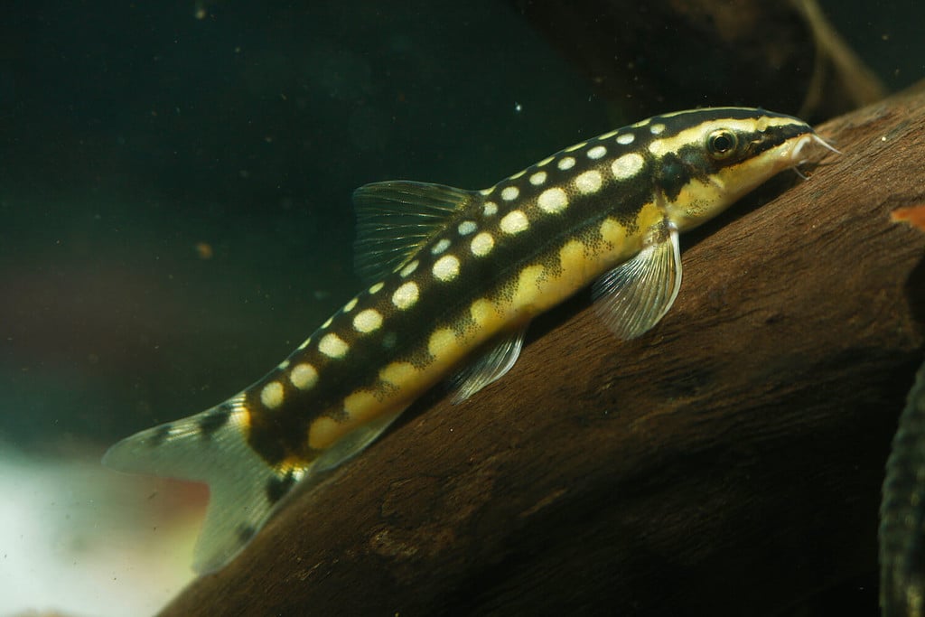 Ambastaia nigrolineata or Yasuhikotakia nigrolineata (Black-Lined Loach)