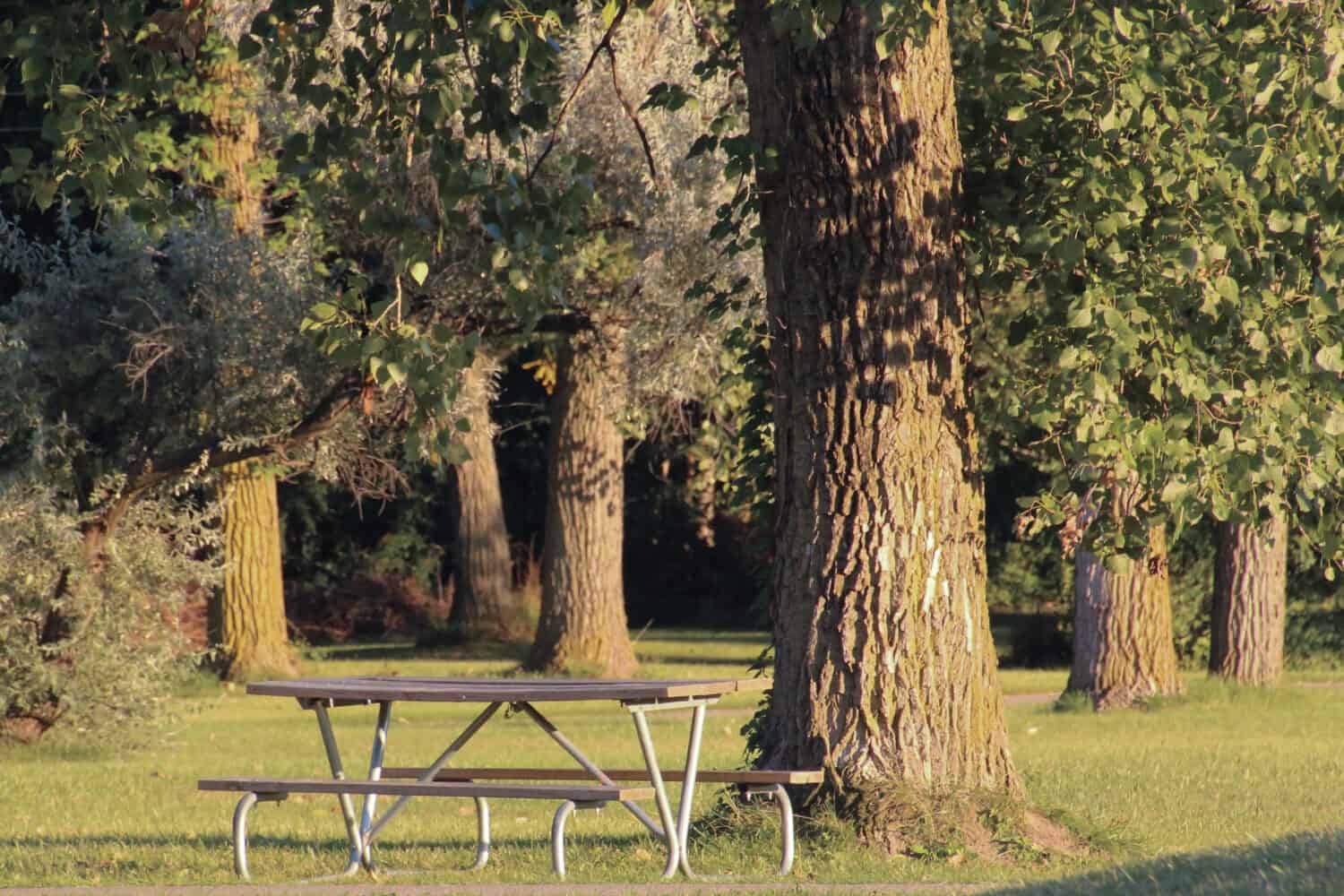 Picnic table under a tree in Rotary Park, Livonia, Michigan