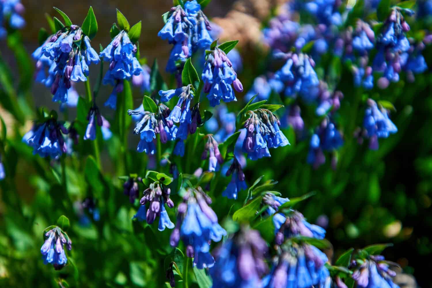 Mertensia ciliata Mountain bluebells Tall fringed bluebells, purple and blue bells at 11000 ft in the Rocky Mountains, Colorado