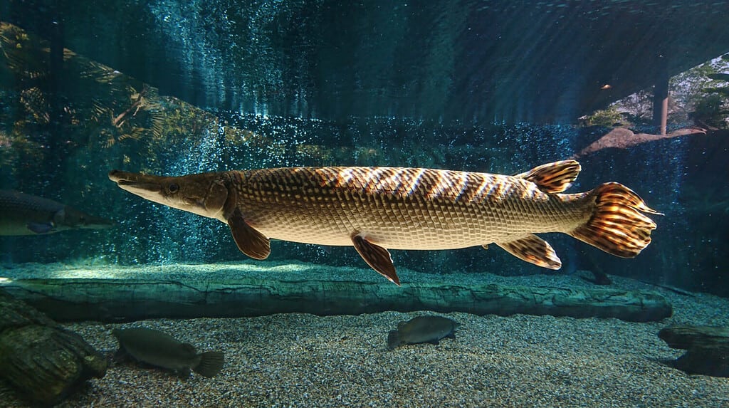 This spectacular Alligator gar (Atractosteus spatula) swims in the freshwater with sunlight rays shining on its body.