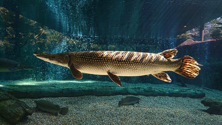 This spectacular Alligator gar (Atractosteus spatula) swims in the freshwater with sunlight rays shining on its body.