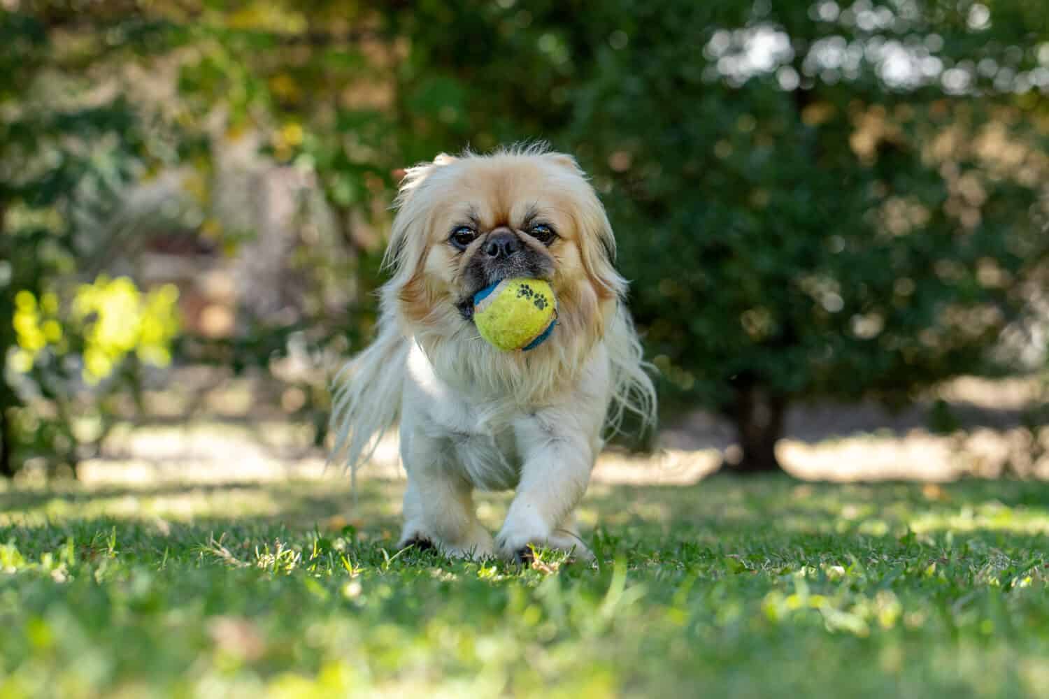 Pekingese playing with a ball in garden on a sunny day