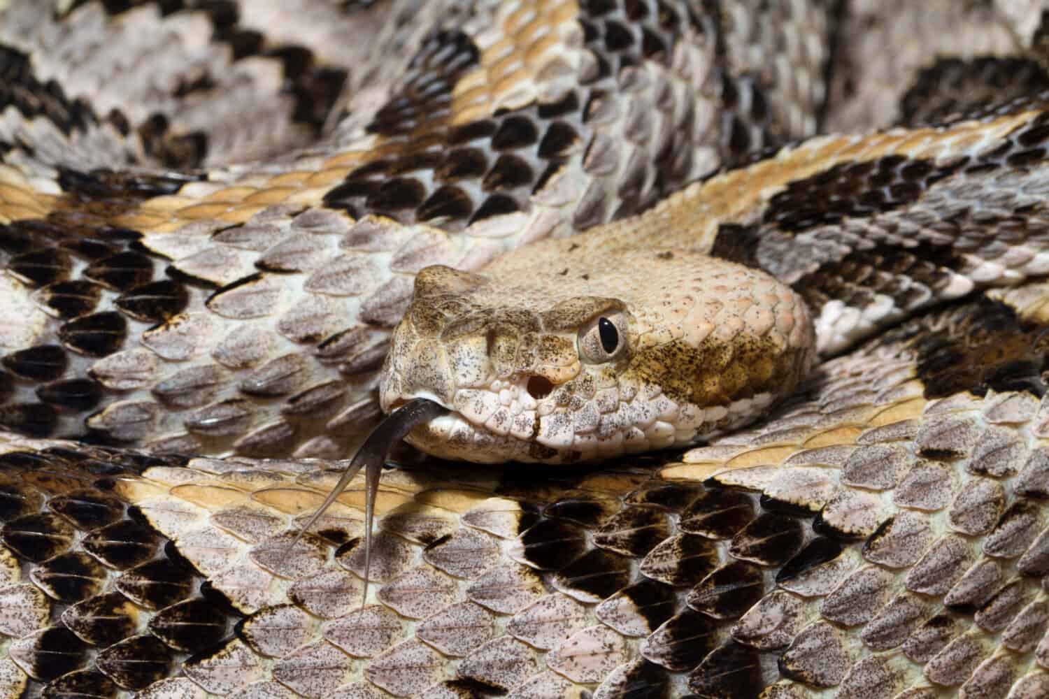 Venomous Timber Rattlesnake (Crotalus horridus) with forked tongue
