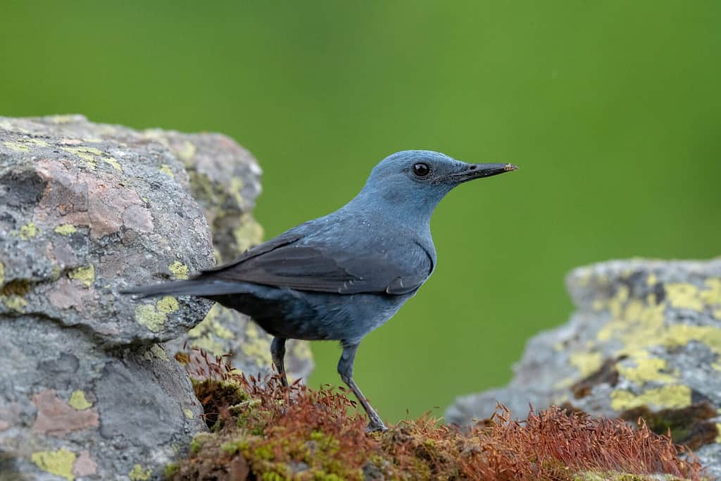 Blue Rock Thrush of Malta - one of Europe's Must-Visit Islands