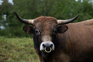 What Is the Purpose of Bull Nose Rings? Picture