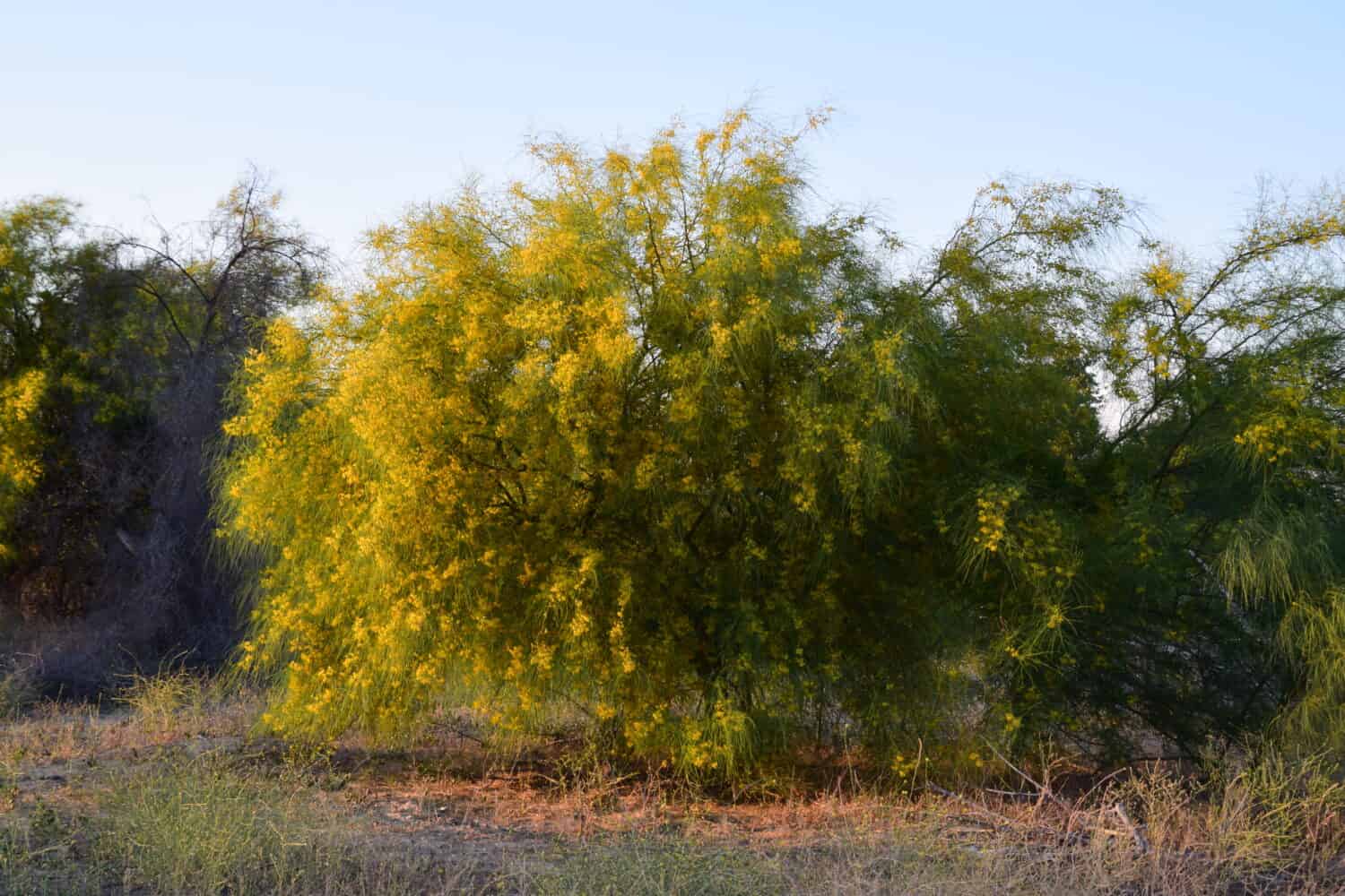 Museum Palo Verde tree blooming during summer season, Kern River Parkway, Bakersfield, CA. 