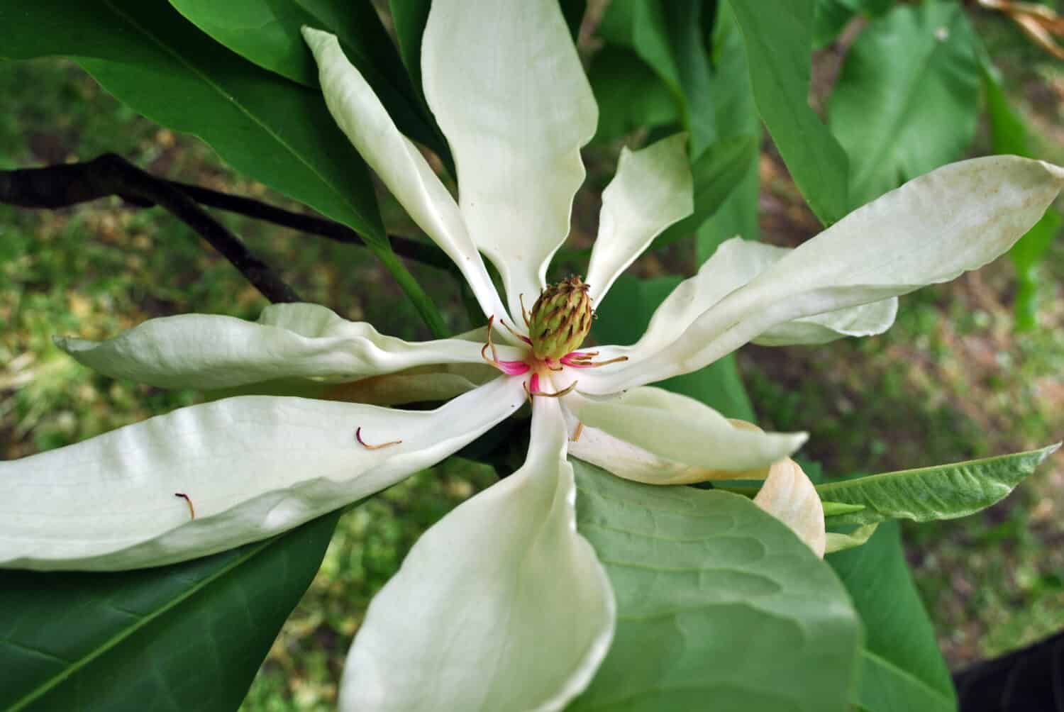 White magnolia tripetala (umbrella magnolia or umbrella-tree) open flower top view, close up detail, soft dark green blurry leaves background