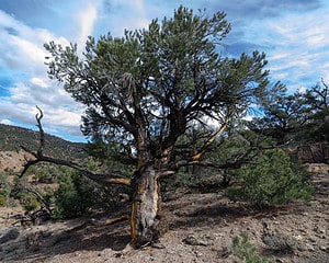 The 9 Most Iconic Trees Native to Nevada Picture