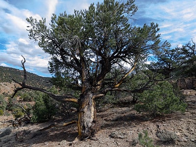 A The 9 Most Iconic Trees Native to Nevada