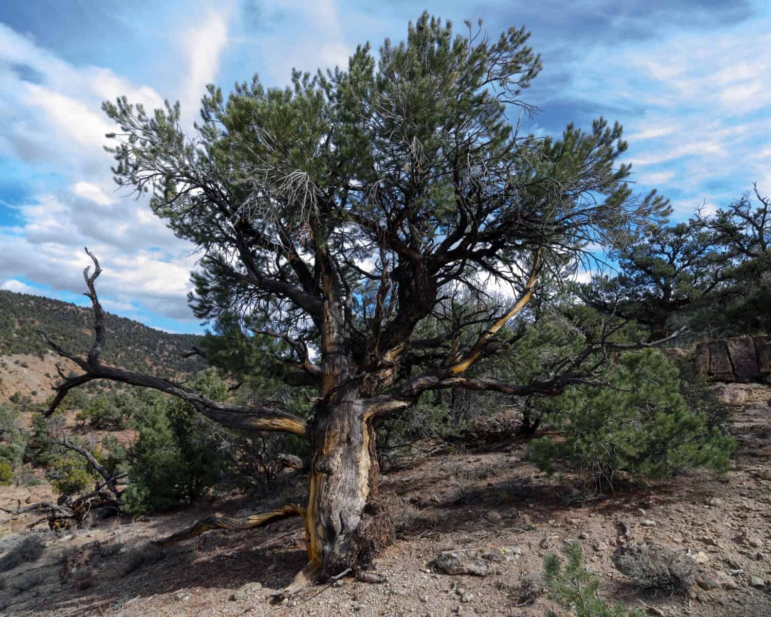 A single leaf Pinyon pine (Pinus monophylla) in the Monitor Range, Nye County, Nevada, USA.