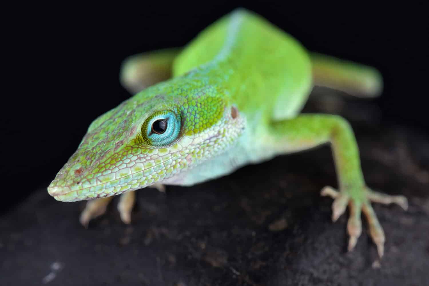 The Carolina anole (Anolis carolinensis) is an arboreal anole lizard native to the southeastern United States (west to Texas) and introduced elsewhere.