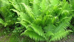 Can Ferns Survive Winter? 8 Tips for Keeping Them Alive Picture