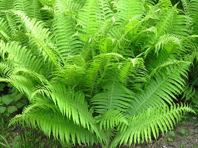 A Can Ferns Survive Winter? 8 Tips for Keeping Them Alive
