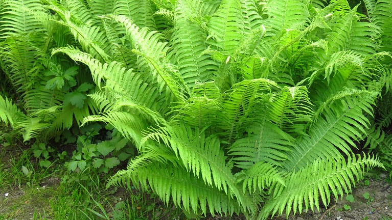 lady fern, Athyrium filix-femina,