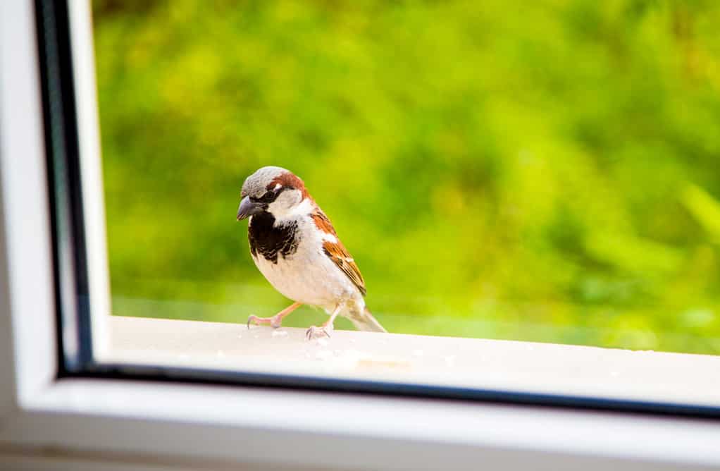 Sparrow against the window, small bird ,cute