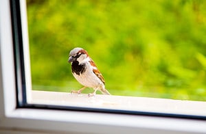 Sparrow against the window, small bird ,cute