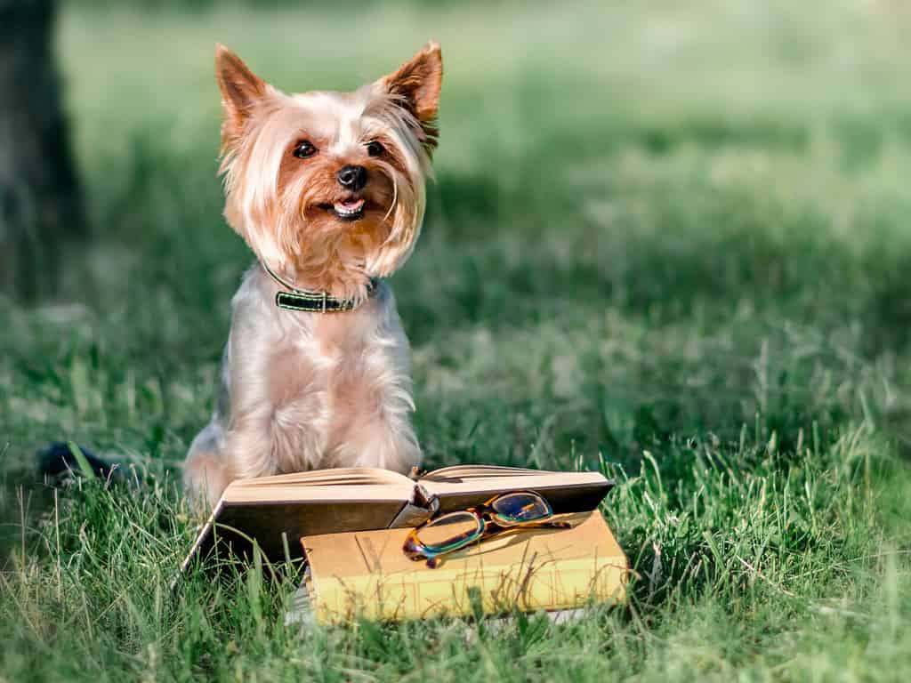 Cute pet Yorkshire terrier sitting outside on green grass next to an open book and glasses. Dog reading reading in park at sunny day. Education and training. Copy-space left