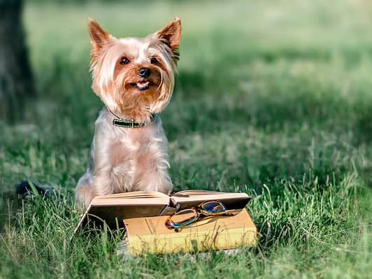 Yorkie Key Male vs. Female Yorkie: Key Differences - A-Z Animals