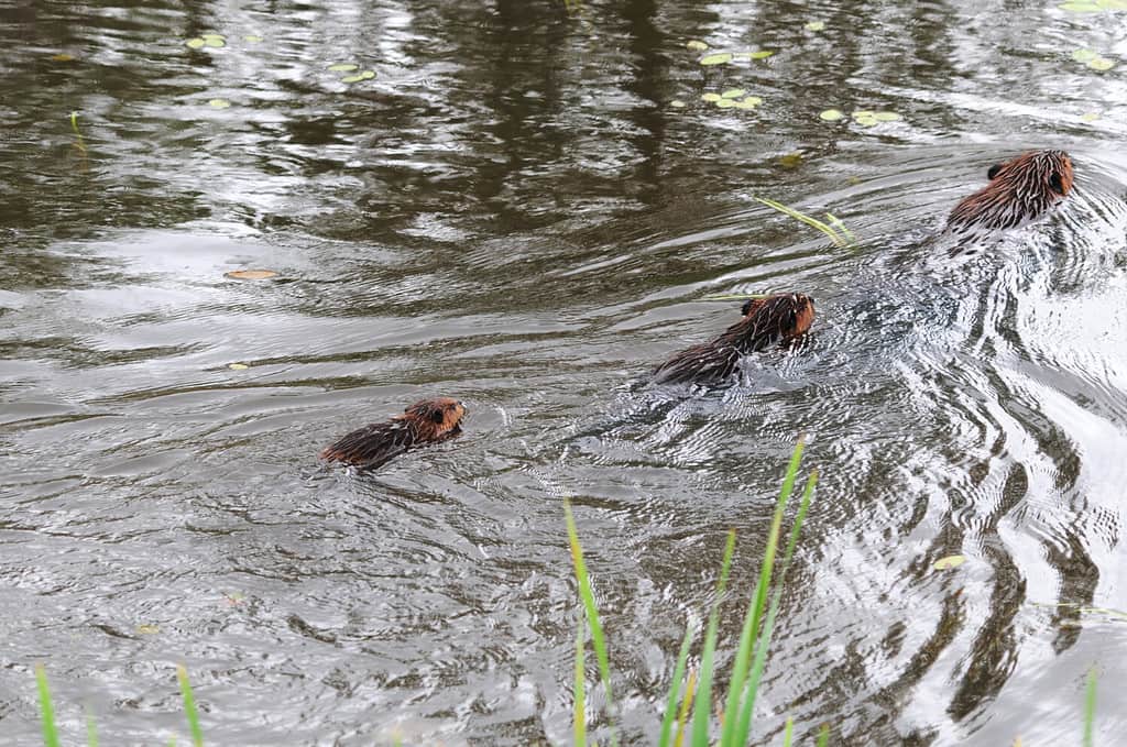 Beaver family swimming