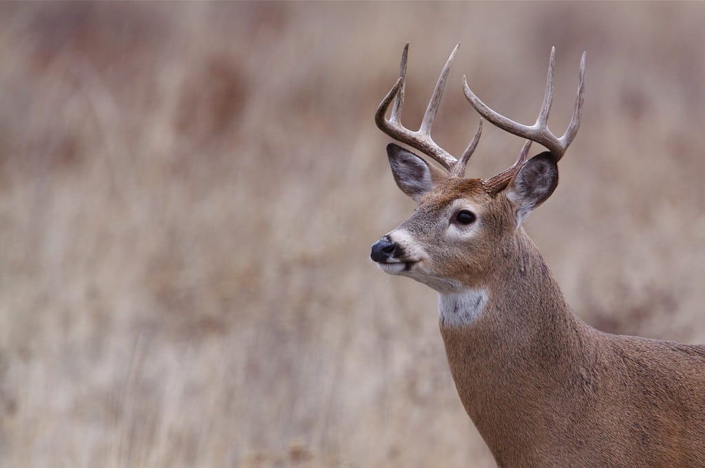 Whitetail Buck Deer; midwest / midwestern White tail deer hunting; white-tail / white tailed / white-tailed / whitetailed