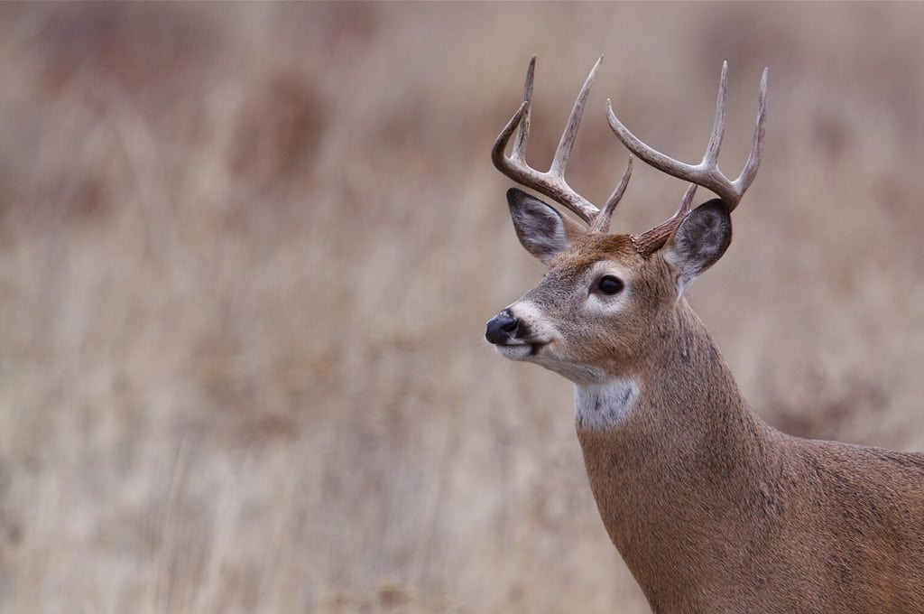 The Largest Whitetail Deer Ever Caught in Pennsylvania Was a Hulk - A-Z ...