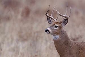 7 Reasons Minnesota Has the Best Deer Hunting in the U.S. Picture