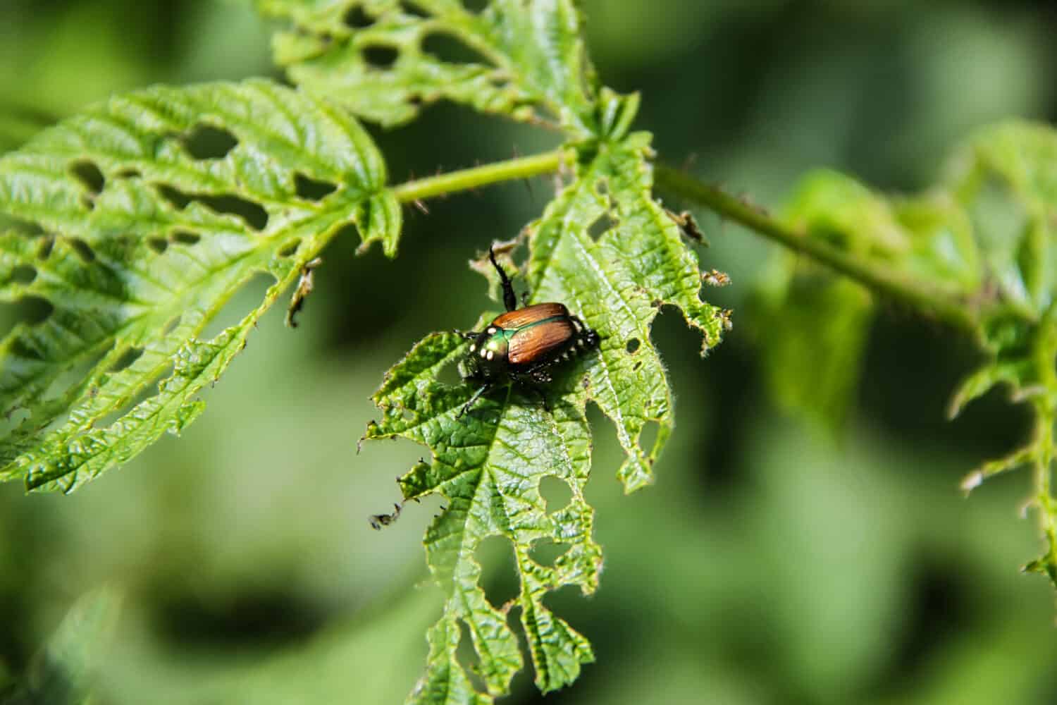 Japanese Beetle eating leaves in Maine