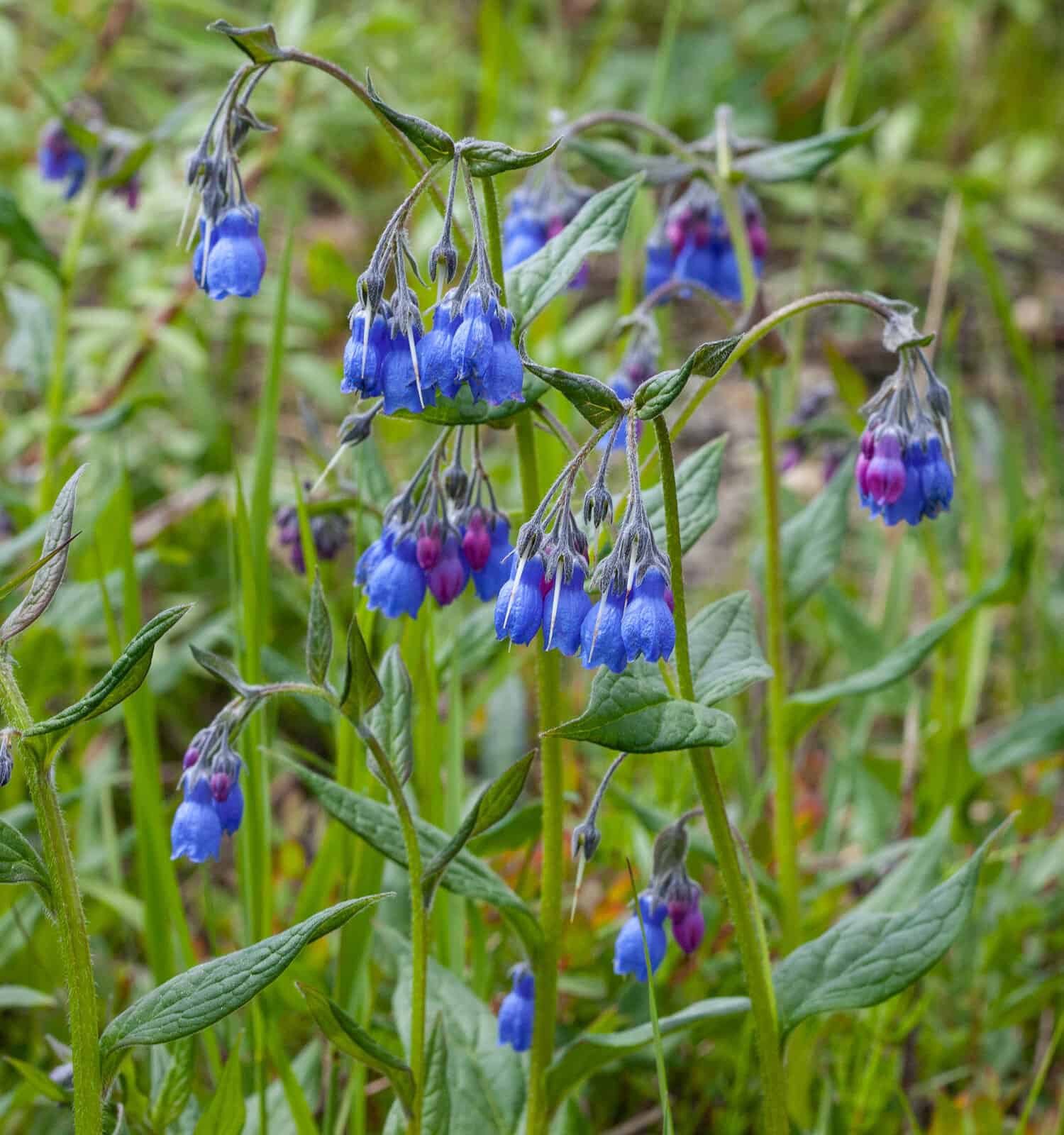 A group of beautiful Tall Bluebell Flowers (Mertensia paniculata) blooming in Nome, Alaska