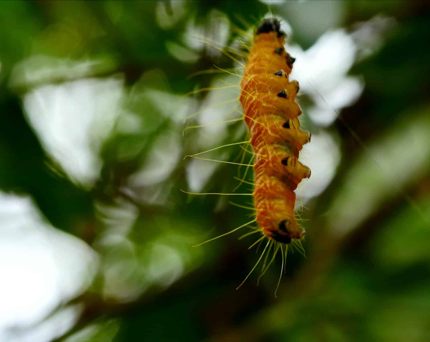 Closeup of Painted Jezebel Caterpillar hanging on tree branch background