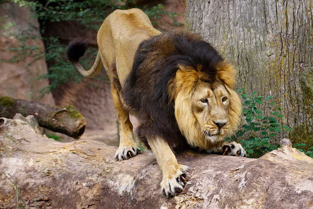 Lion (Panthera leo) from the front