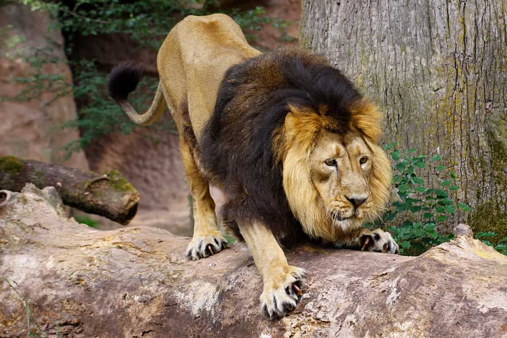 200+ Lion Names and Meanings For Each - A-Z Animals