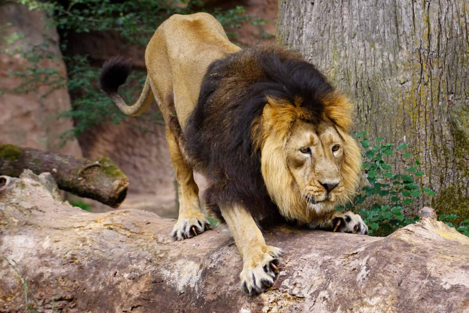 Huge Male Lion Climbs Halfway Up a Tree to Snatch a Leopard's Stashed