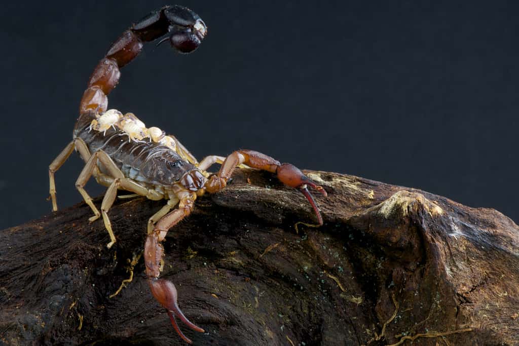 Scorpion with babies / Grosphus flavopiceus
