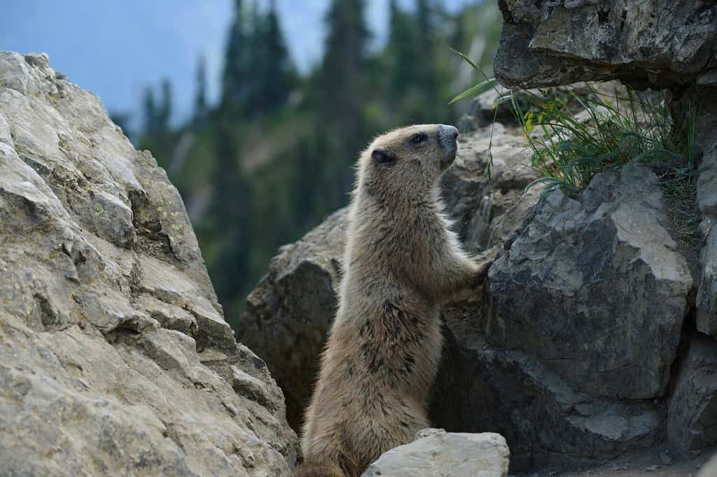 Marmot atop Hurricane Hill, Olympic National Park, Washington