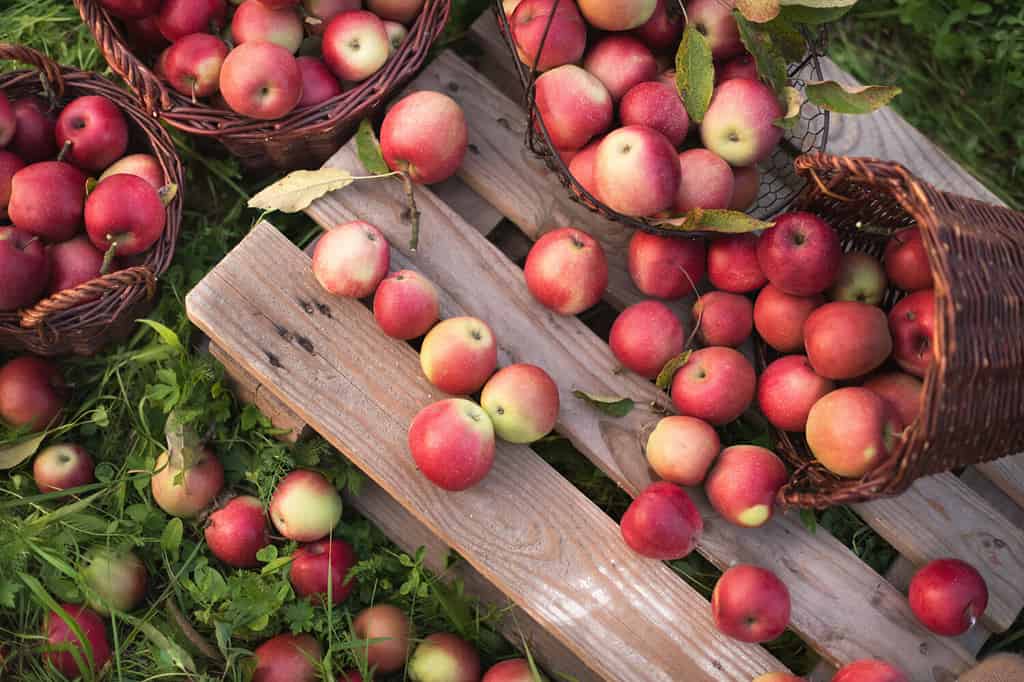 Red apples in baskets and boxes on the green grass in autumn orchard. Apple harvest and picking apples on farm in autumn.