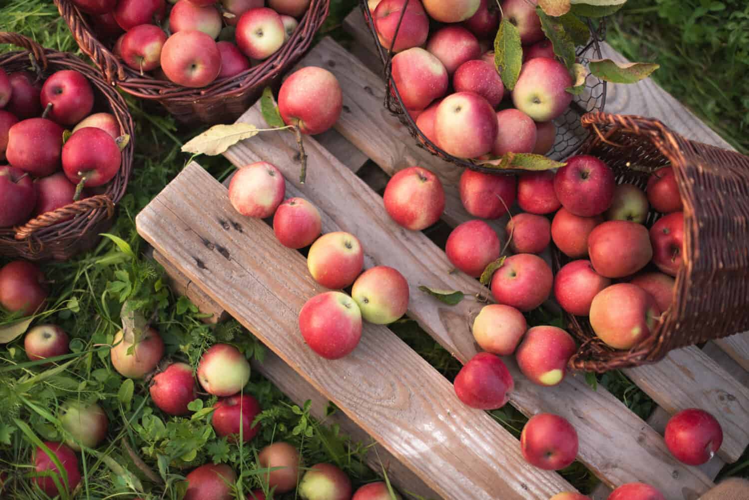 Apple Picking In Florida The Best Orchards And Farms A Z Animals