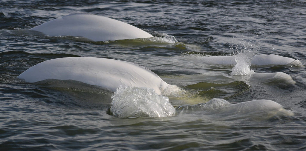 beluga whales in the Hudson Bay, Churchill, Canada