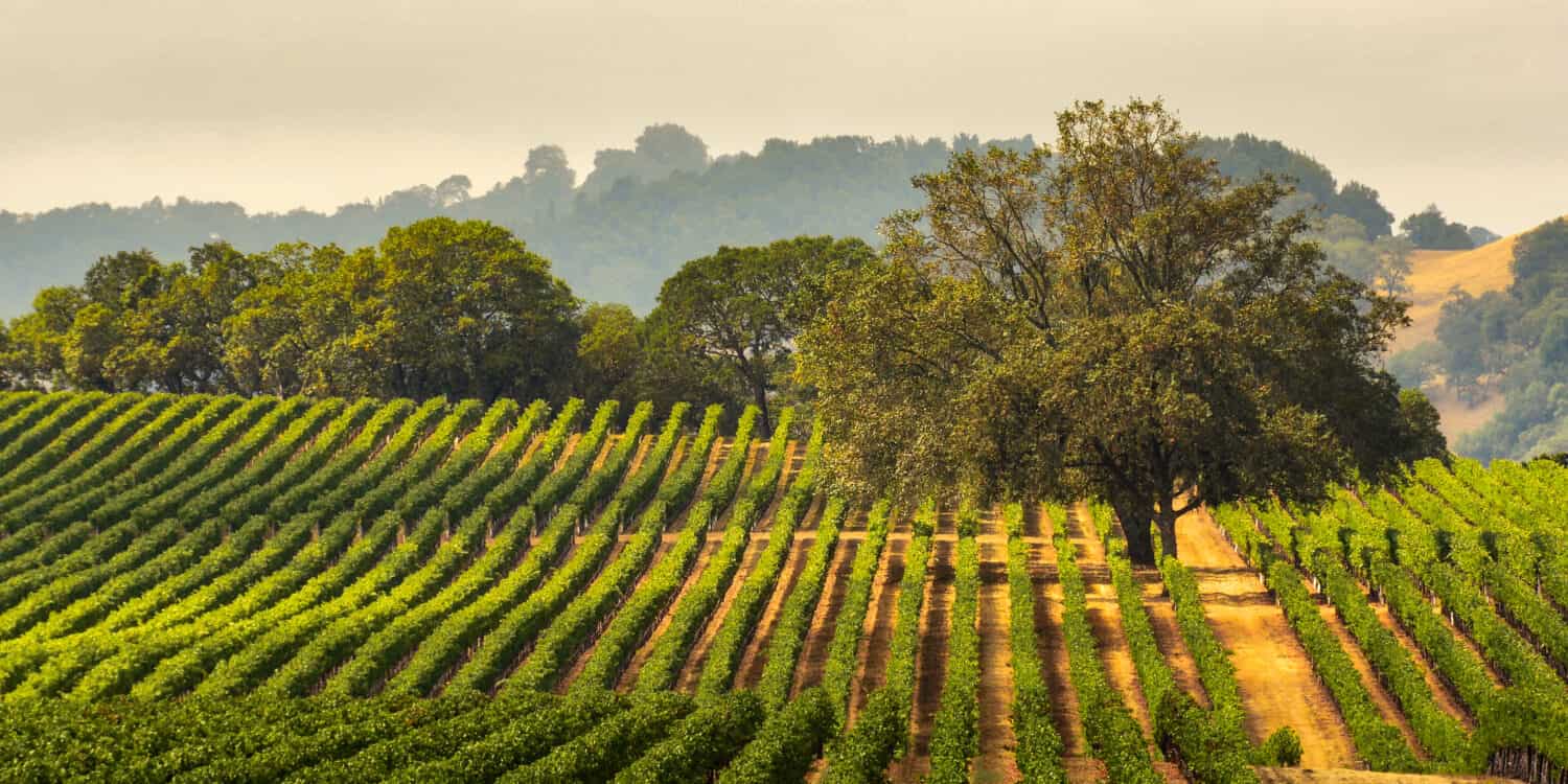 Panorama of a Vineyard with Oak Tree., Sonoma County, California, USA