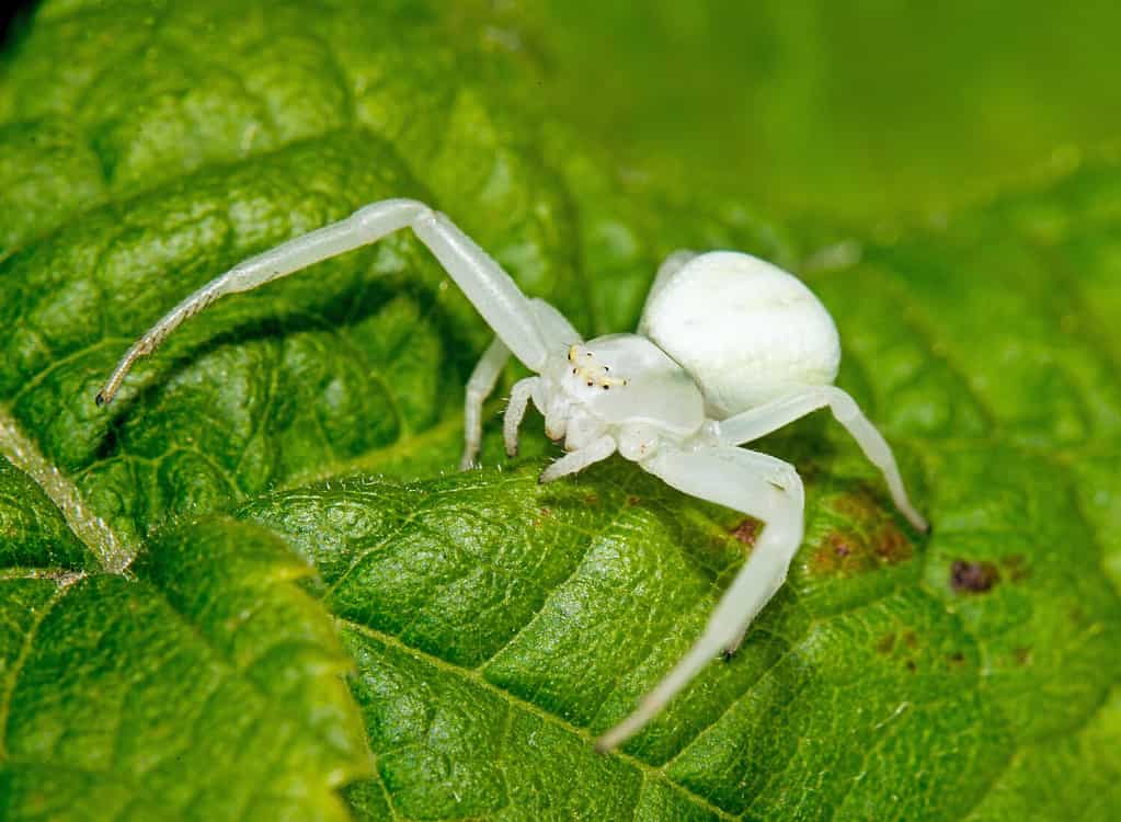 A macro image of a beautiful and small Goldenrod crab spider, Misumena vatia on a leaf in Kent, UK in September.