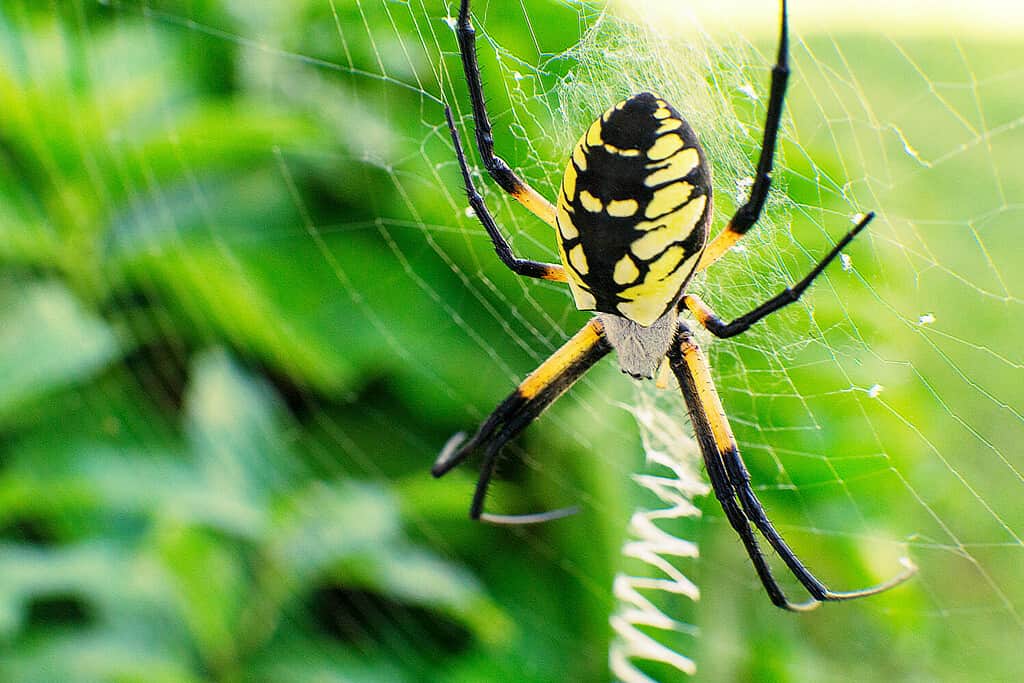 Steelers Spider Alien Like Black and Yellow Garden Spider belongs to the genus Argiope family Araneidea. Habitat extends from USA to Argentina. Photo by Ted Webb